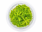 Preview: Kleiner Wasserstern - Pogostemon helferi in vitro